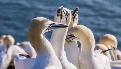 巴黎圣日耳曼力克多特蒒，继续霸主地位