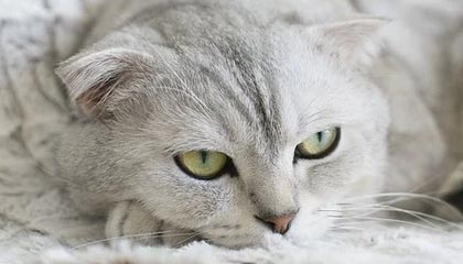 破天荒！骑士总冠军后第一轮出局灰熊惊艳